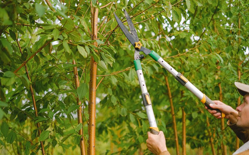 Tree trimming in Eldena, IL